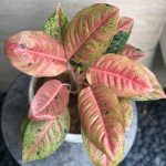 Salah satu jenis aglonema hasil kreasi @jarupih (Foto: Larasita/ THE EDITOR)