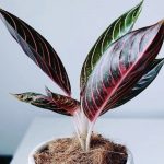 Salah satu jenis aglonema hasil kreasi @jarupih (Foto: Larasita/ THE EDITOR)