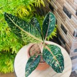 Salah satu jenis aglonema hasil kreasi @jarupih (Foto: Larasita/ THE EDITOR)