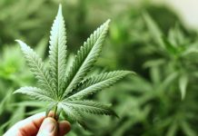 Manfaat Ganja Dalam Dunia Medis Serta Efeknya Bagi Kesehatan