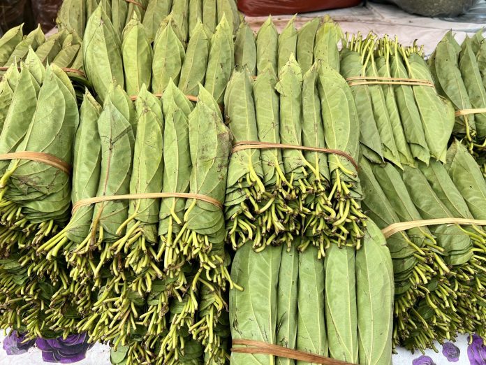 Sirih semacam ini umum ditemukan di pasar Kabanjahe, Tanah Karo, Sumatera Utara (Foto: Elitha Evinora Br Tarigan/ THE EDITOR)