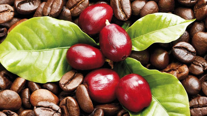 Coffe fruits (Foto: Magyscoffee/ THE EDITOR)