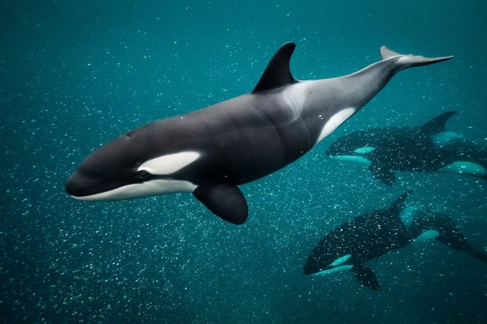 Ilustrasi orca.