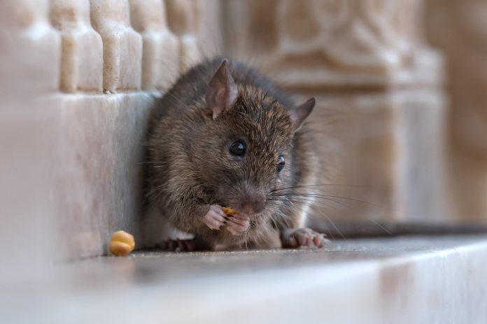 Ilustrasi tikus.