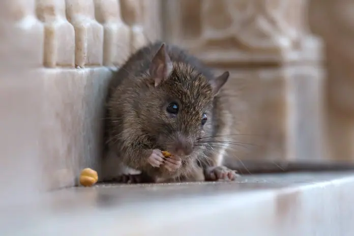 Ilustrasi tikus.
