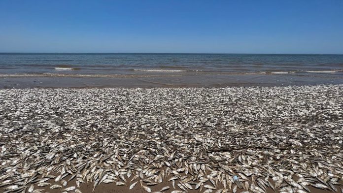 Ribuan bangkai ikan menhaden teluk terdampar di Pantai Quintana, Texas, Amerika Serikat.