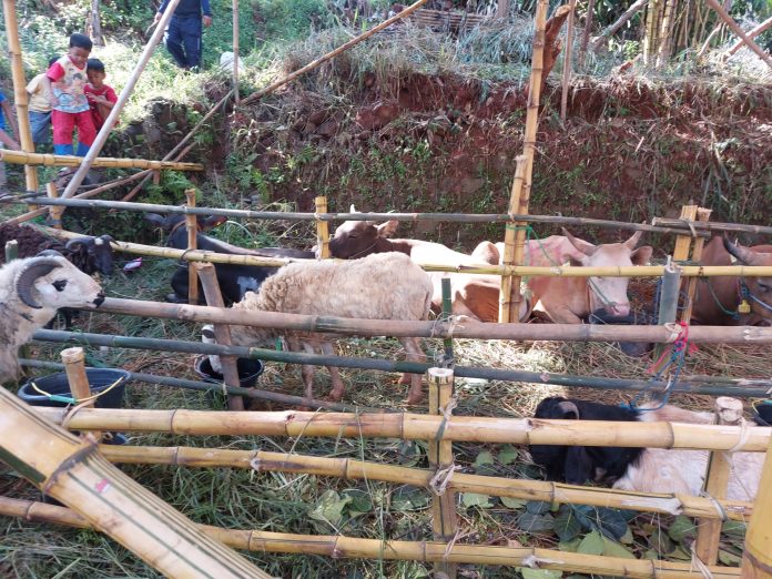 Beberapa hewan kurban yang diterima DKM Jami Baiturrahman, Desa Rawa Panjang, Kabupaten Bogor.