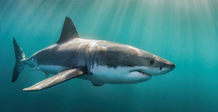 Ilustrasi seekor hiu. (Foto: Fiona Ayerst/ Shutterstock)