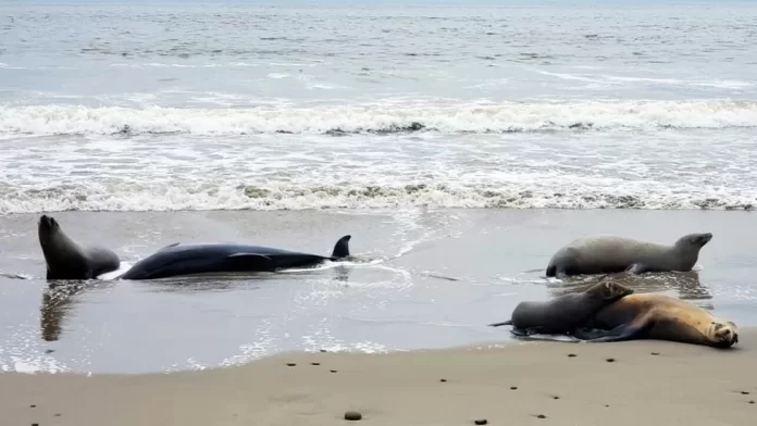 Lumba-lumba dan singa laut yang sakit terdampar di sebuah pantai di California, Amerika Serikat.