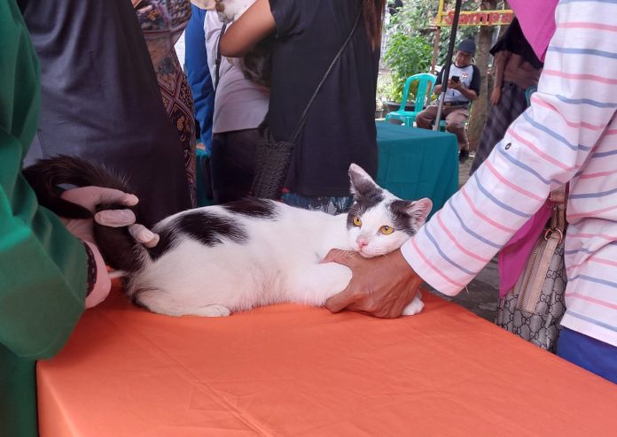 Salah satu kucing peliharaan warga Desa Rawa Panjang, Kecamatan Bojong Gede, Kabupaten Bogor, yang diikutkan layanan kesehatan hewan oleh pemiliknya.