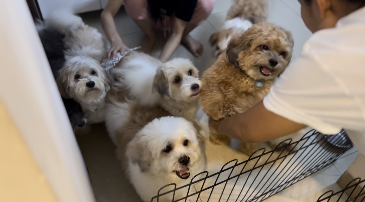 10 dari 11 anjing milik Ria ditemukan di jalanan (Foto: Khopipah Indah Lestari/ THE EDITOR)