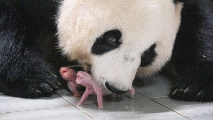 Panda Ai Bao tertangkap kamera bersama dua bayi kembar yang baru dilahirkannya di Kebun Binatang Everland, Seoul, Korea Selatan.