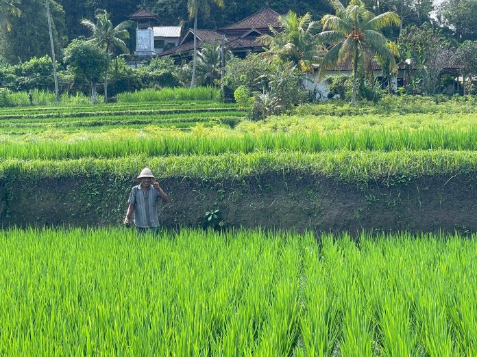 Pertanian di Gianyar, Bali.
