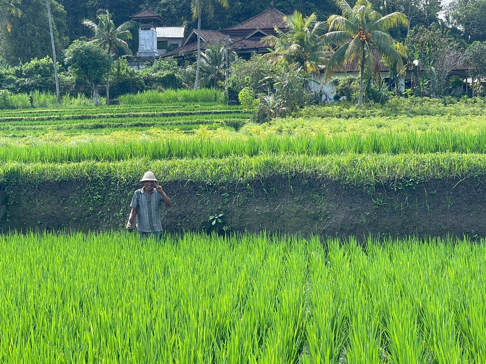 Pertanian di Gianyar, Bali.