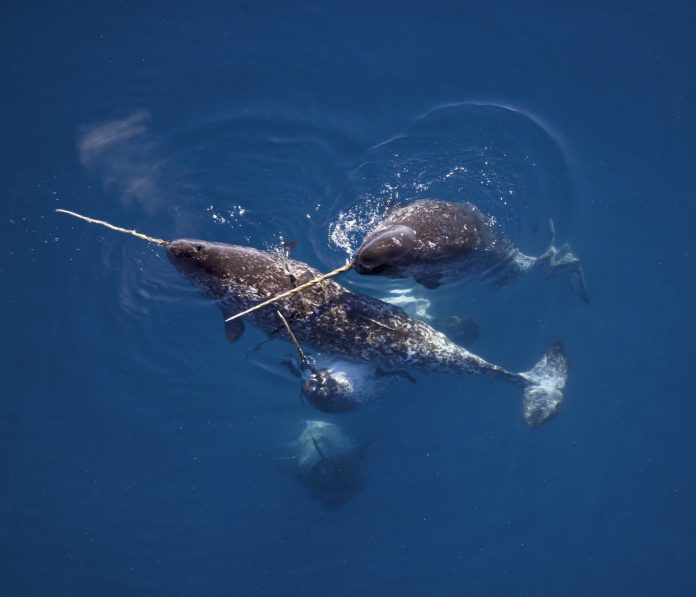 Paus narwhal.