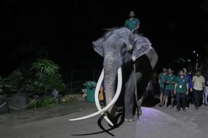 Gajah Muthu Raja diarak menuju titik keberangkatan kepulangannya ke Thailand dari Sri Lanka.