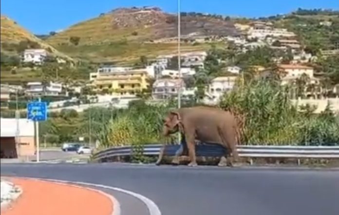 Seekor gajah terlihat berjalan-jalan di kawasan Calabria, selatan Italia.