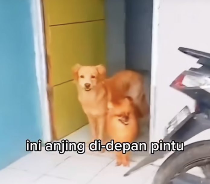 Dua ekor anjing milik Ibu tak dikenal yang viral di media sosial (Foto: Instagram @bekasi.doglovers/ THE EDITOR)