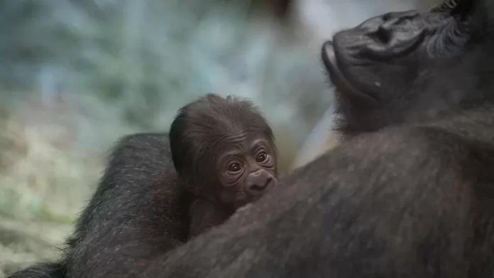 Sully mendekap anak yang baru dilahirkannya di Kebun Binatang Columbus di Ohio, Amerika Serikat.