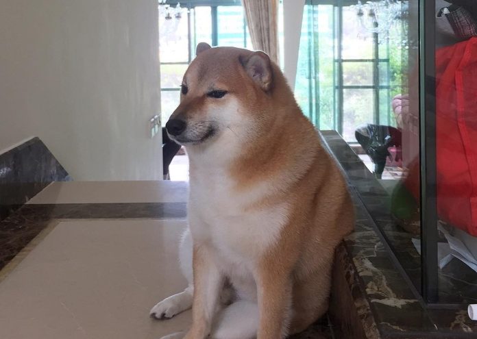 Foto Balltze yang membuatnya terkenal.