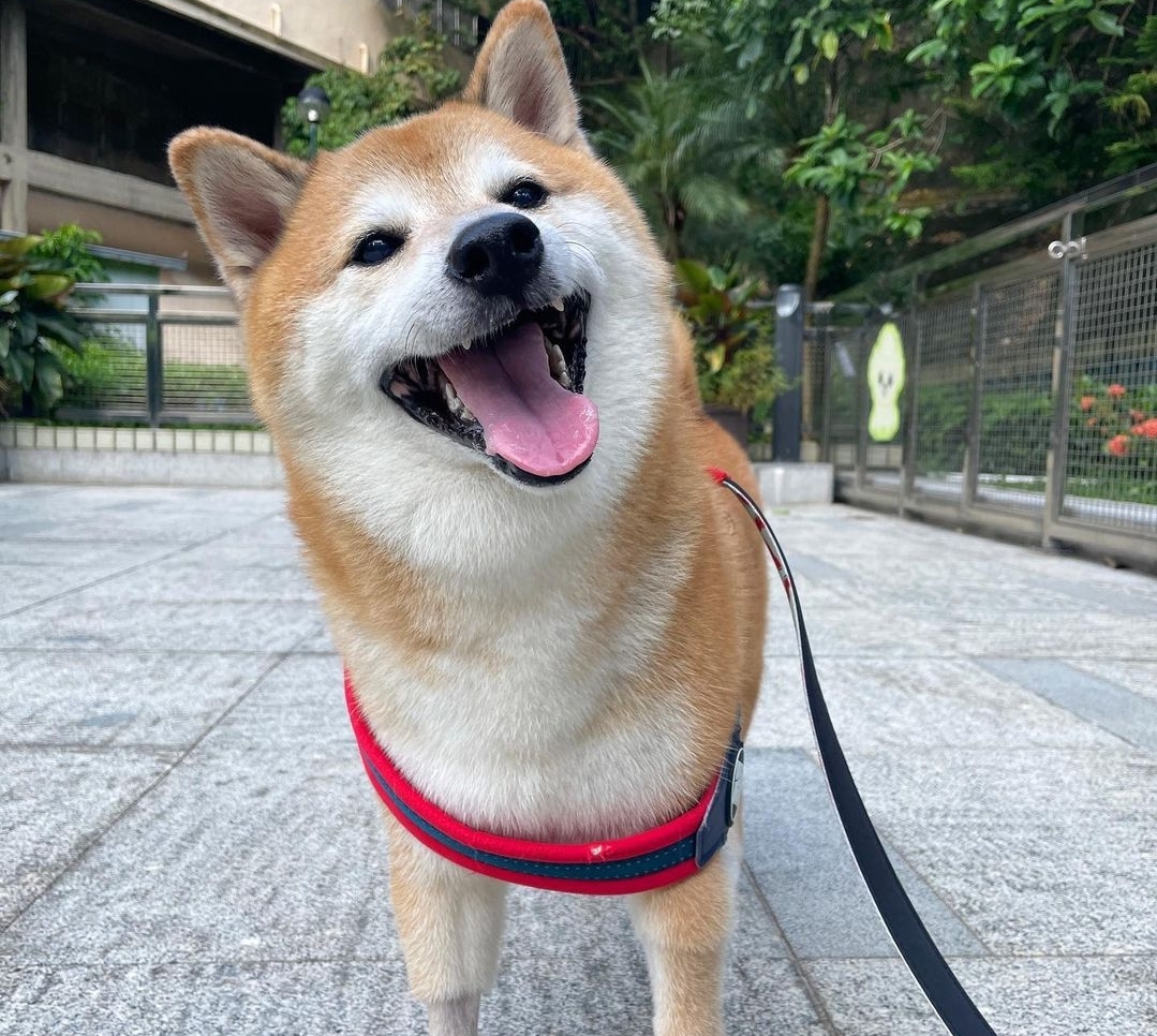 Salah satu foto Balltze yang diunggah Kathy dalam pengumuman meninggalnya sang anjing.