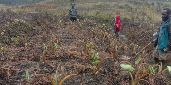 Kondisi kekeringan terjadi di Distrik Kwiyawagi, yang meliputi Kampung Luarem, Jugu Nomba, Uwome dan Tumbubur, Kabupaten (Pemkab) Lanny Jaya, Provinsi Papua (Foto: BPBD Provinsi Papua/ THE EDITOR)