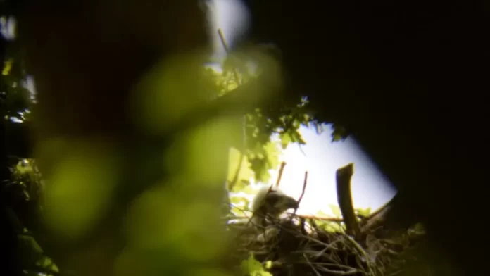 Anak burung elang ekor putih pertama yang lahir di selatan Inggris dalam 240 tahun.