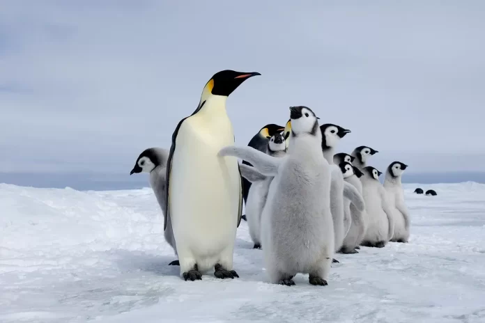 Sebagian anggota koloni penguin kaisar di Pulau Show Hill, Antartika.