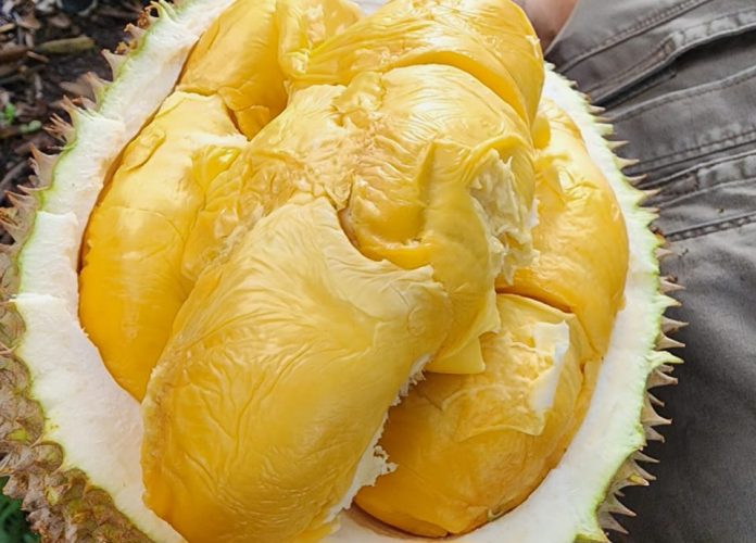 Durian kepiting merah is one of the native durians of Indonesia, origin to Kundur Island, Riau Archipelago.