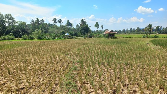 Ilustrasi kekeringan di Lombok Barat (Foto: Ditjen Prasarana dan Sarana Pertanian Kementerian Pertanian/ THE EDITOR)