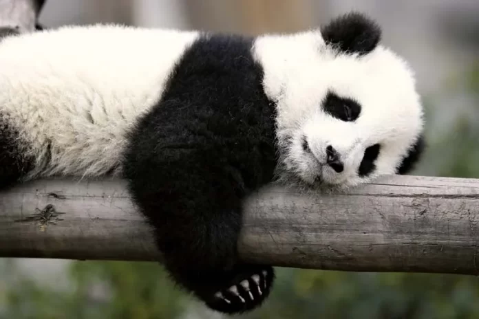 Ilustrasi panda di penangkaran atau kebun binatang.