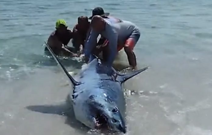 Momen keempat pria pengunjung Pantai Pensacola, Florida, menyelamatkan seekor hiu mako yang terdampar.