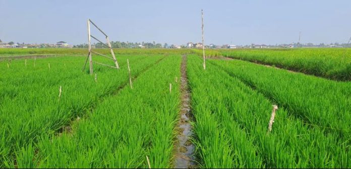Salah satu lahan warga di Banjarmasin yang berhasil diselamatkan dari kekeringan (Foto: Humas Ditjen PSP/ THE EDITOR)