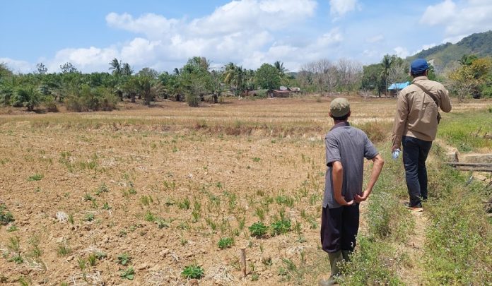 Memantau lahan yang siap ikut Gernas tanam padi 2023 (Foto: Ditjen PSP Kementan/ THE EDITOR)