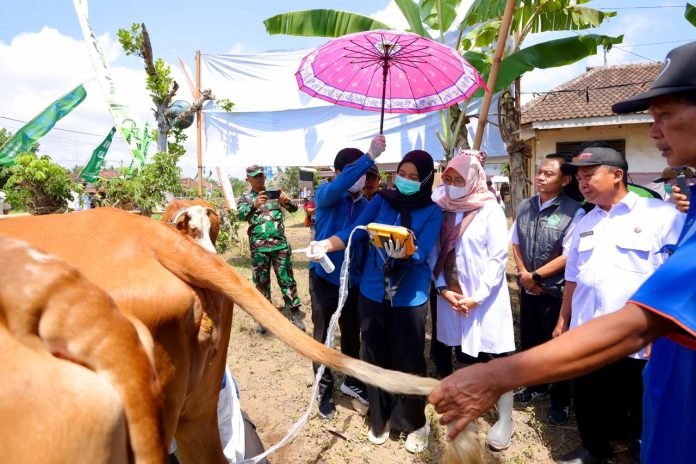 Banyuwangi Regent Ipuk Fiestiandani (white shirt) inspected the treatment of breeding cows in Bagorejo Village, Surono District, Wednesday (4/10). (Photo: Banyuwangi Regency Government Public Relations/THE EDITOR)