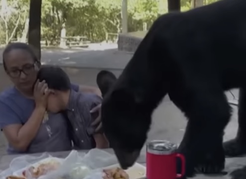Silvia Macías menutupi mata anaknya, Santiago, ketika seekor beruang hitam berada di dekat mereka yang tengah berpiknik di kawasan Chipinque Ecological Park, Meksiko.