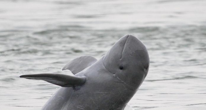 Lumba-lumba Irrawaddy alias pesut Mahakam di Sungai Mekong. (Foto: WWF/THE EDITOR)