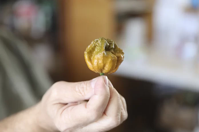 Paprika Pepper X. (Foto: Jeffrey Collins/AP)