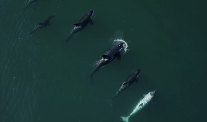 Frosty (paling kanan) berenang bersama ibu dan kawanan CA140Bs di perairan California, Amerika Serikat. (Foto: Facebook Monterey Bay Whale Watch/Insider)