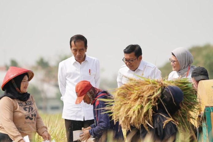President Joko Widodo and Acting Minister of Agriculture Arief Prasetyo while visiting farmers in Indramayu. (Photo: Public Relations of the Directorate General of Infrastructure and Facilities, Ministry of Agriculture/THE EDITOR)