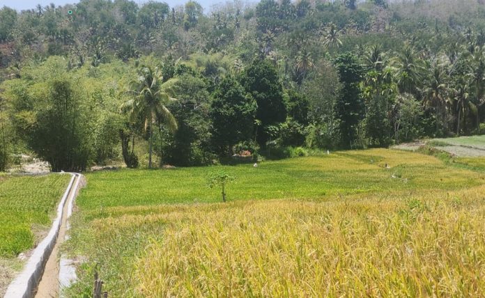 Salah satu daerah di Kupang yang dioptimasi oleh Ditjen Prasarana dan Sarana Kementerian Pertanian (Foto: Humas Ditjen PSP Kementan/ THE EDITOR)