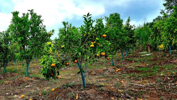 Citrus tree. (Photo: Public Relation of Ministry of Agriculture/THE EDITOR)