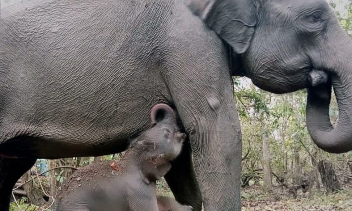 Gajah Riska dan anaknya yang baru lahir di Taman Nasional Way Kambas. (Foto: X @KementerianLHK/THE EDITOR)