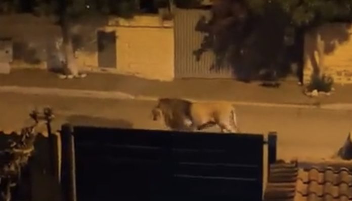 Kimba, seekor singa dari sirkus “Rony Roller” terlihat berjalan-jalan di kawasan Kota Ladispoli, Italia. (Foto: X @RadioGenoa/THE EDITOR)