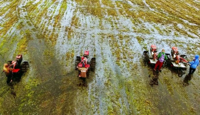 Lahan rawa. (Foto: Kementerian Pertanian/THE EDITOR)