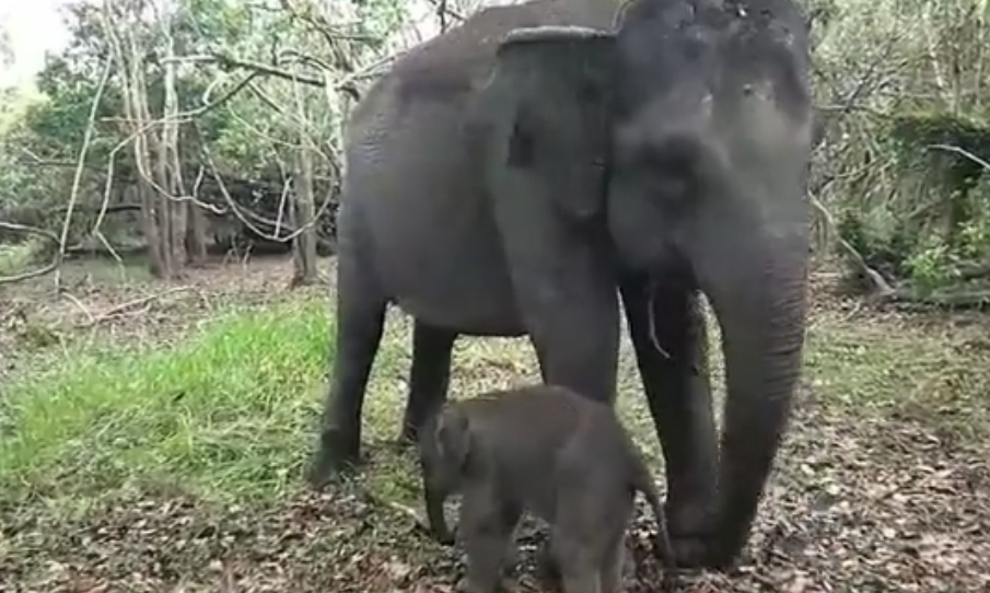 Momen kebersamaan Gajah Riska dan anaknya yang baru lahir di Taman Nasional Way Kambas. (Foto: X @KementerianLHK/THE EDITOR)