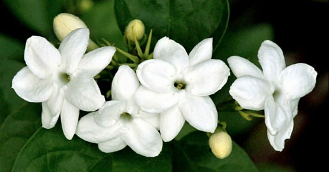 Jasmine Flower (Picture: Public Relations of Directorate of Horticulture/ THE EDITOR)
