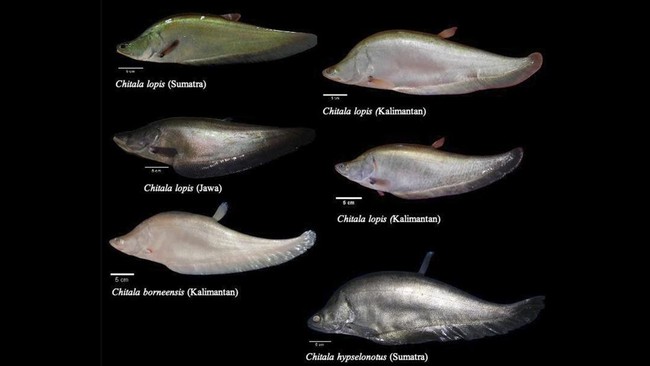 Penampilan fisik ikan-ikan belida yang ditemukan di kawasan Indonesia. (Foto: BRIN/THE EDITOR)