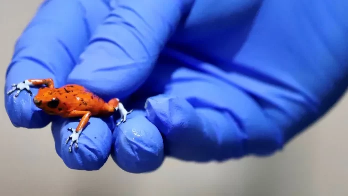 Salah satu dari 130 katak beracun yang dibawa oleh seorang wanita di Bogota, Kolombia. (Foto: Kementerian Lingkungan Hidup Bogota/BBC)