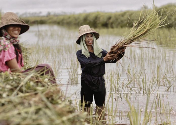 Ilustrasi petani (Foto: Humas Ditjen PSP/ THE EDITOR)